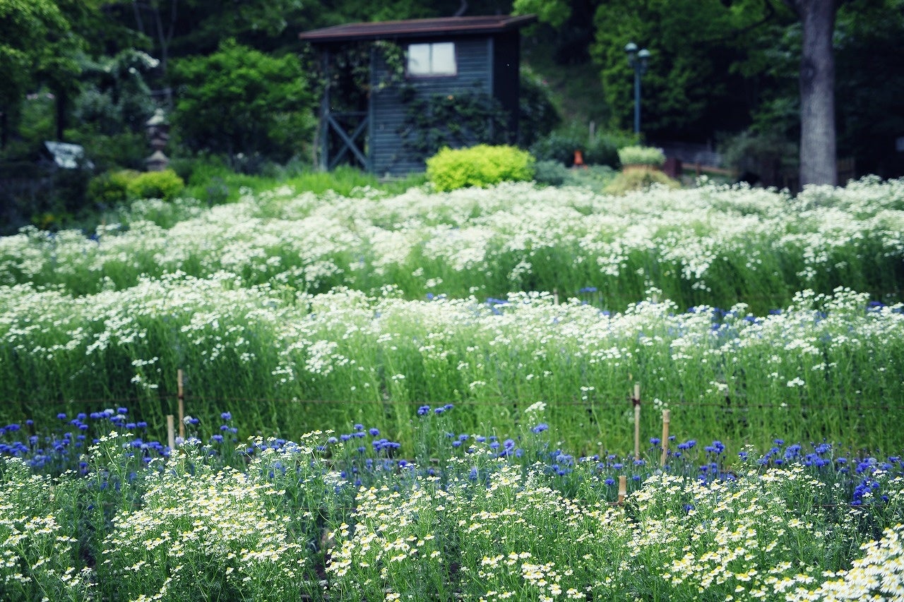 四季の庭（カモミール、コーンフラワー）