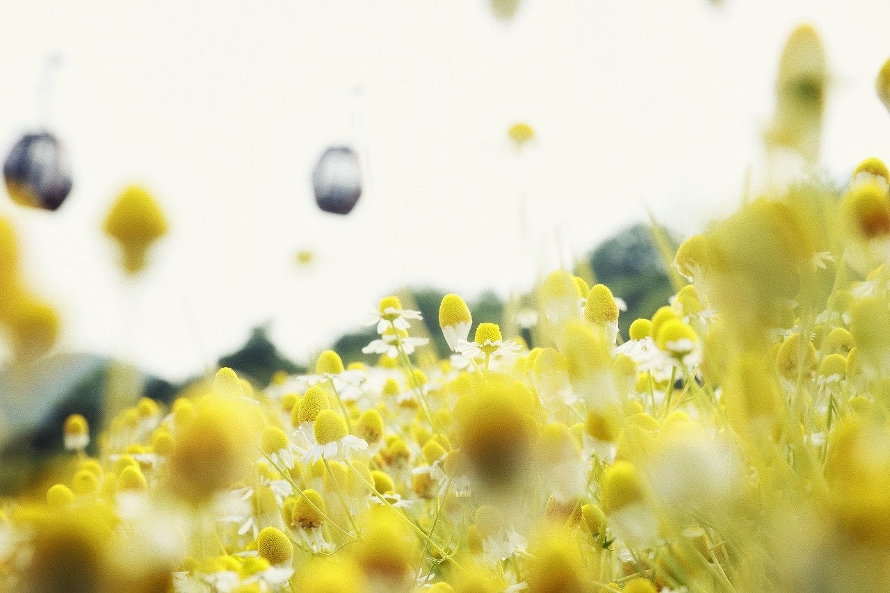 カモミール見ごろ：5月上旬～6月上旬