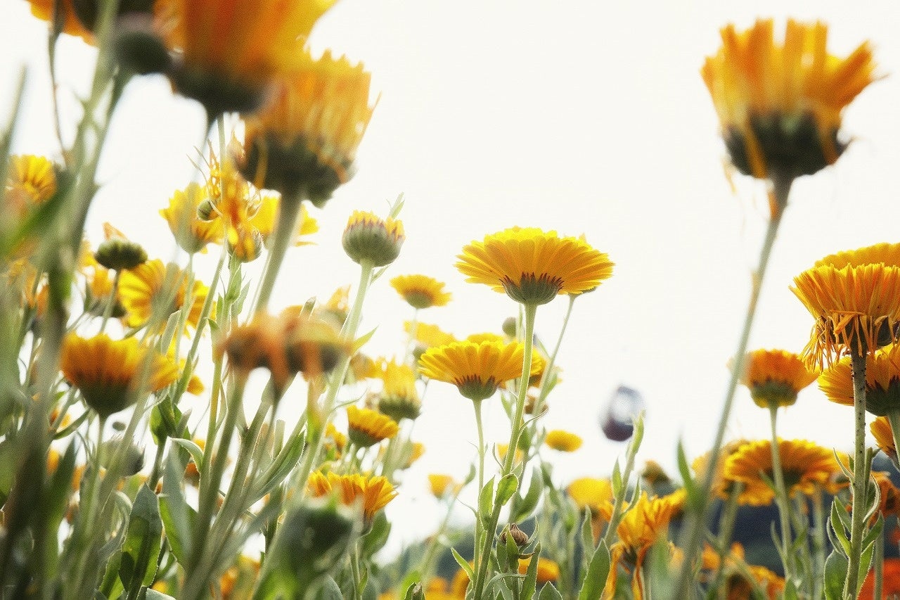 ポットマリーゴールド見ごろ：4月下旬～6月上旬