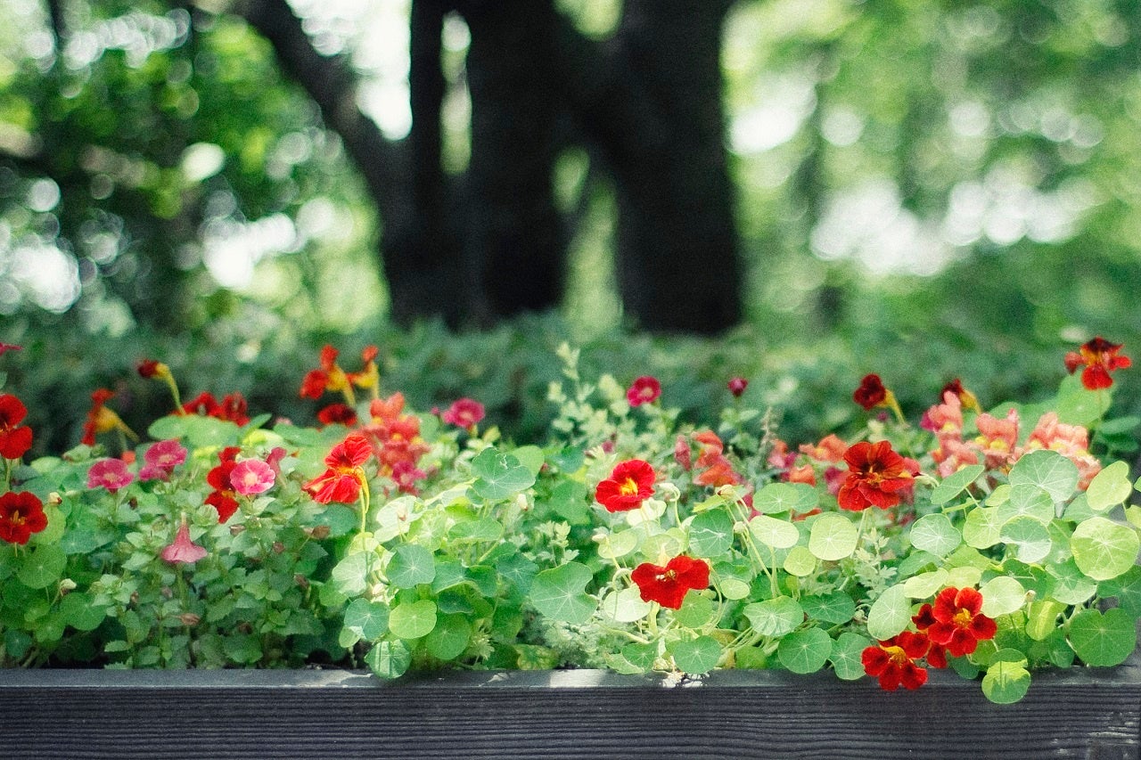ナスタチウム見ごろ：5月上旬～6月中旬
