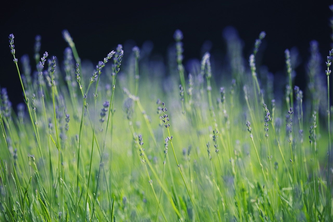 イングリッシュラベンダー