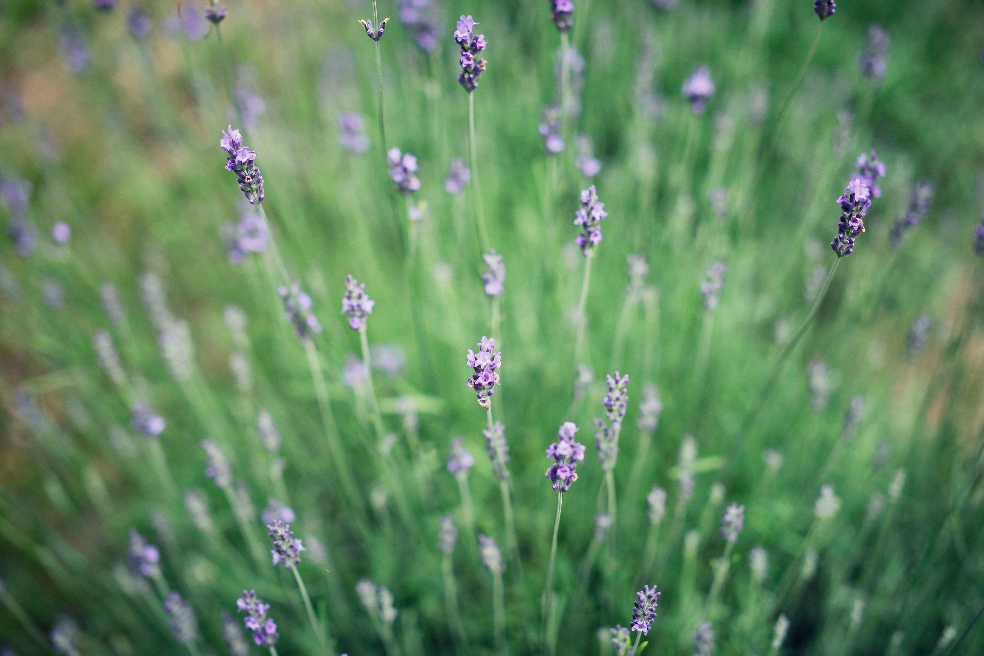 ラバンディンラベンダー