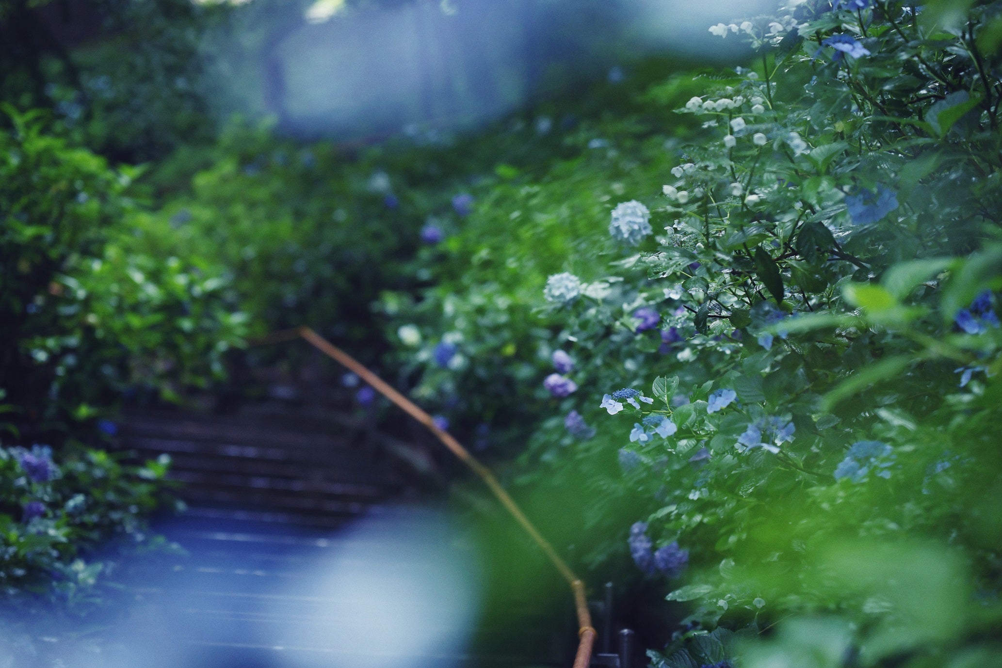 アジサイ見ごろ　6月中旬～7月下旬