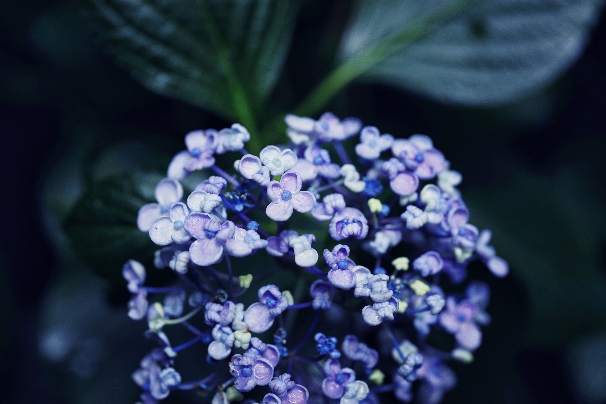 神戸布引ハーブ園の アジサイ がまもなく見ごろです 淡い青 紫 ピンク 白の花色が 晴れた日には木漏れ日を浴び鮮やかに 雨の日にはしっとり幻想的に 木陰の中散策する道中を 彩り で埋め尽くします 神戸リゾートサービス株式会社のプレスリリース 神戸布引ハーブ園の アジサイ がまもなく見ごろです 淡い青 紫 ピンク 白の花色が 晴れた日には木漏れ日を浴び鮮やかに 雨の日にはしっとり幻想的に 木陰の中散策する道中を 彩り で埋め尽くします 神戸リゾートサービス株式会社のプレスリリース