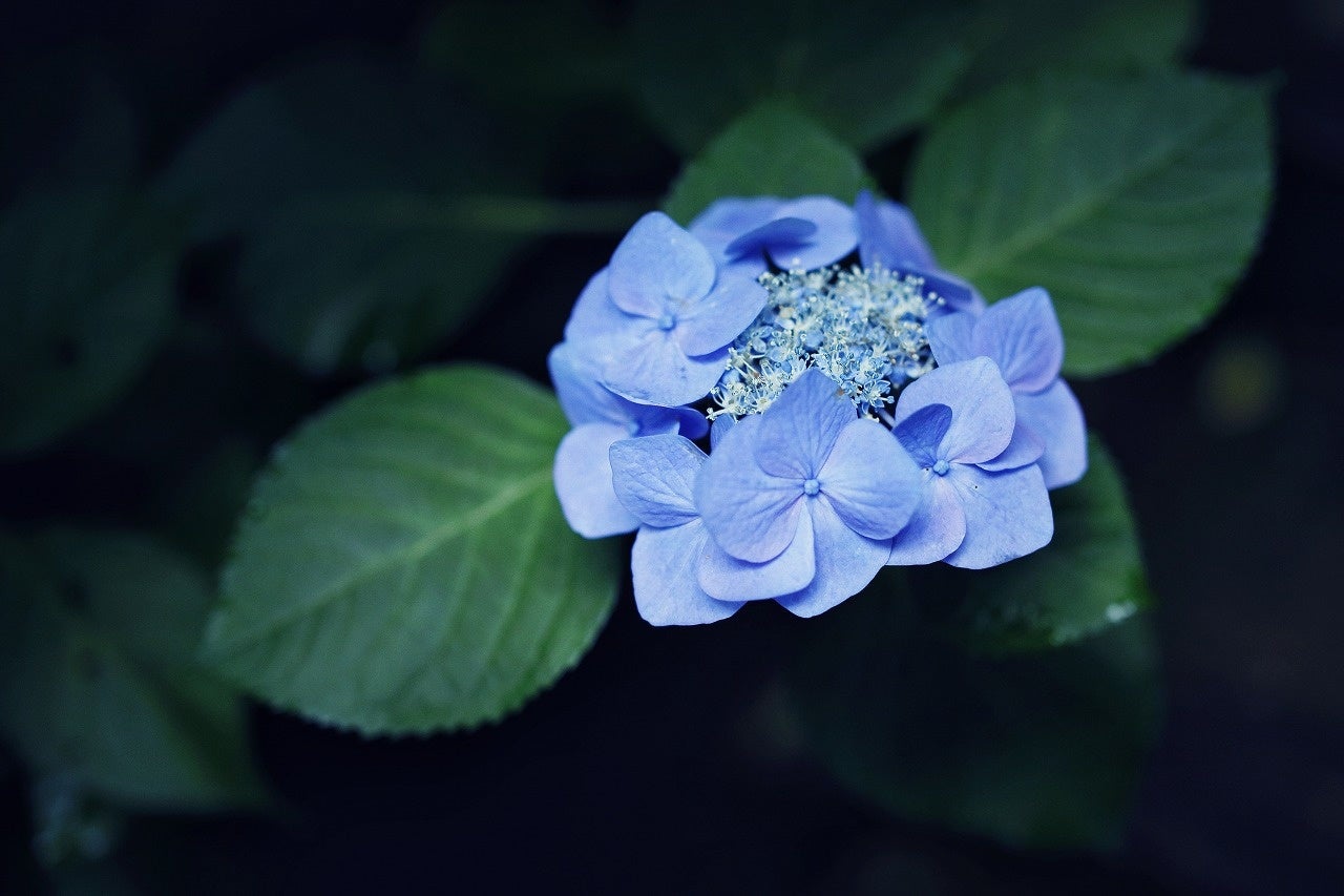 神戸布引ハーブ園の アジサイ がまもなく見ごろです 淡い青 紫 ピンク 白の花色が 晴れた日には木漏れ日を浴び鮮やかに 雨の日にはしっとり幻想的に 木陰の中散策する道中を 彩り で埋め尽くします 神戸リゾートサービス株式会社のプレスリリース 神戸布引ハーブ園の アジサイ がまもなく見ごろです 淡い青 紫 ピンク 白の花色が 晴れた日には木漏れ日を浴び鮮やかに 雨の日にはしっとり幻想的に 木陰の中散策する道中を 彩り で埋め尽くします 神戸リゾートサービス株式会社のプレスリリース