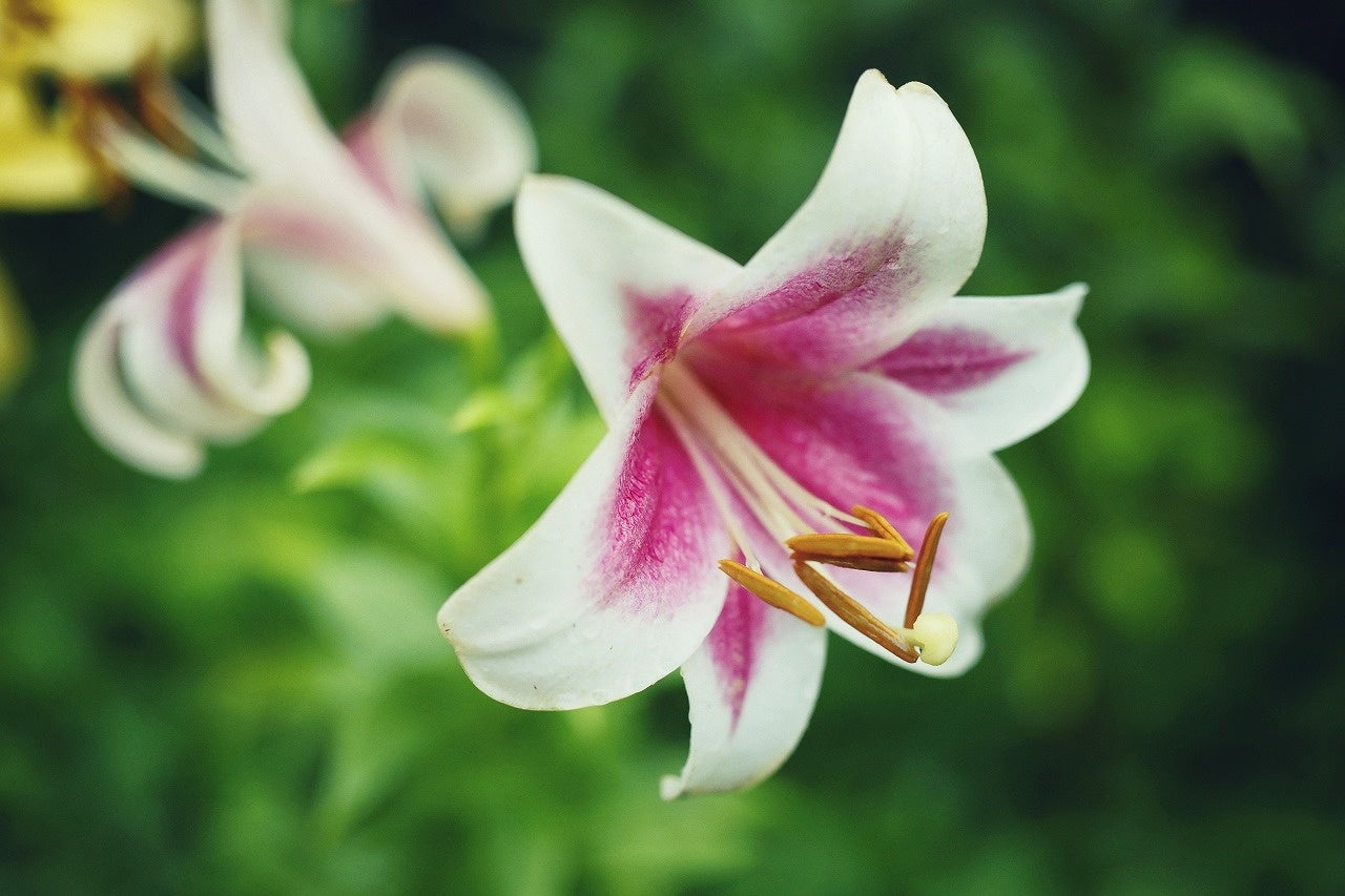 トライアンフェター