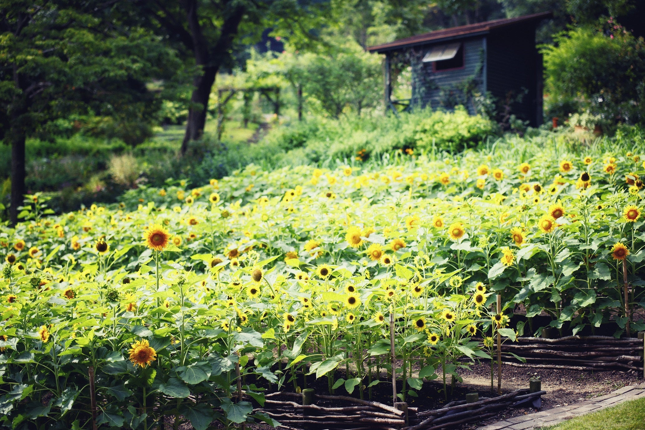 ヒマワリ（四季の庭 よろこびの庭）