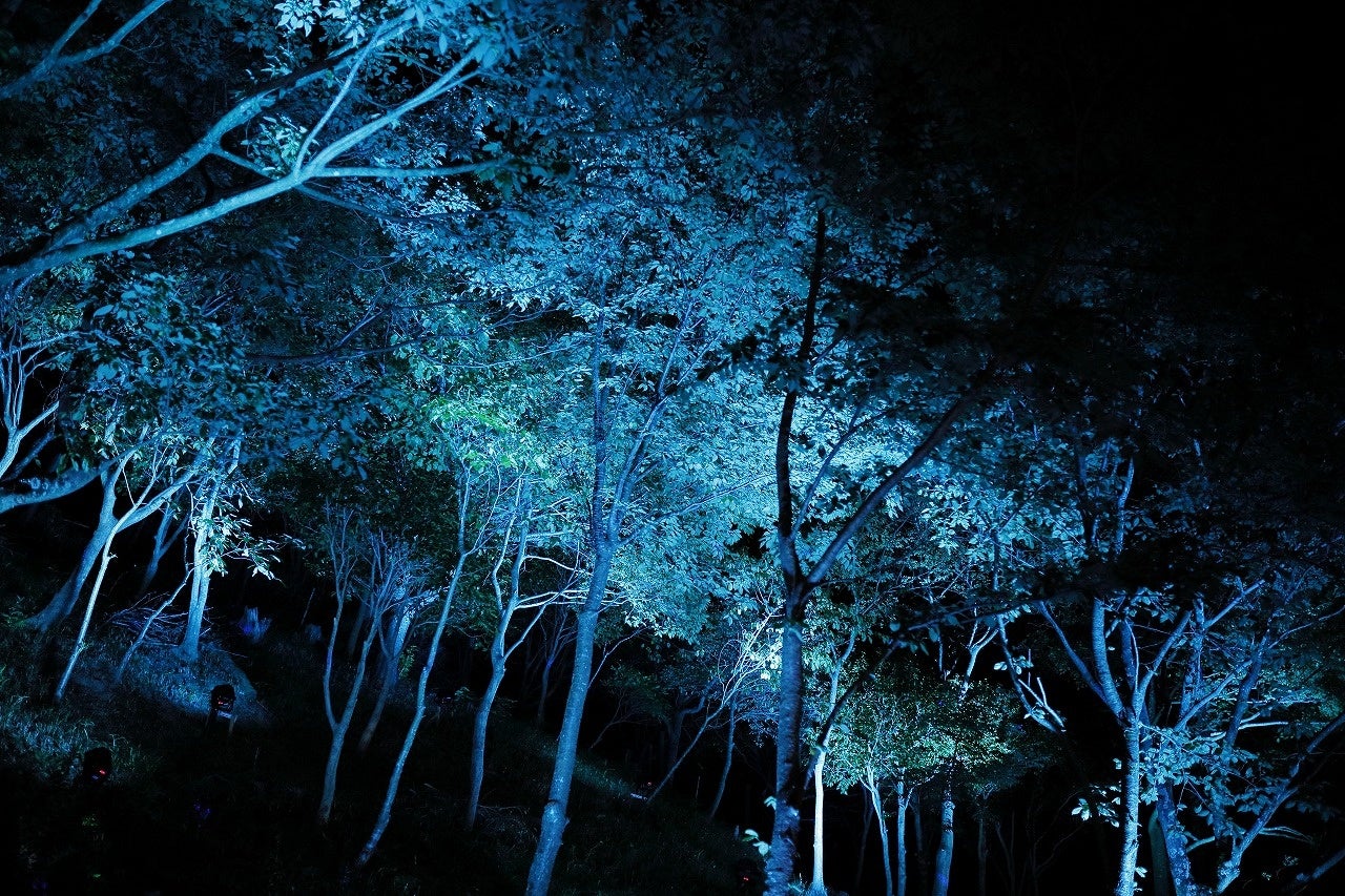 森を彩るイルミネーション