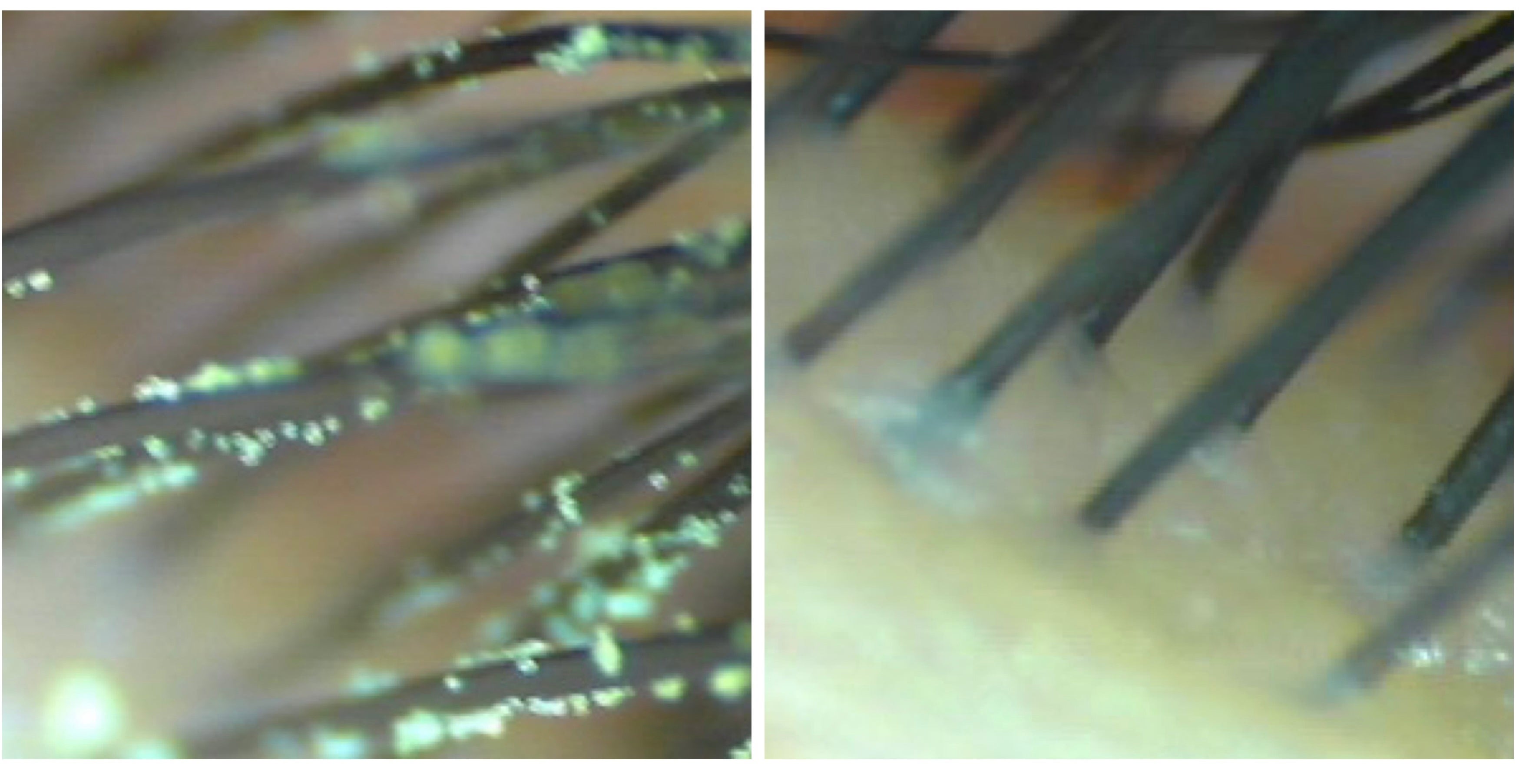 花粉をまつ毛に付けて行ったアイシャンプー洗浄実験Before／After