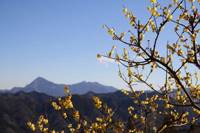 あずまや山福寿草園