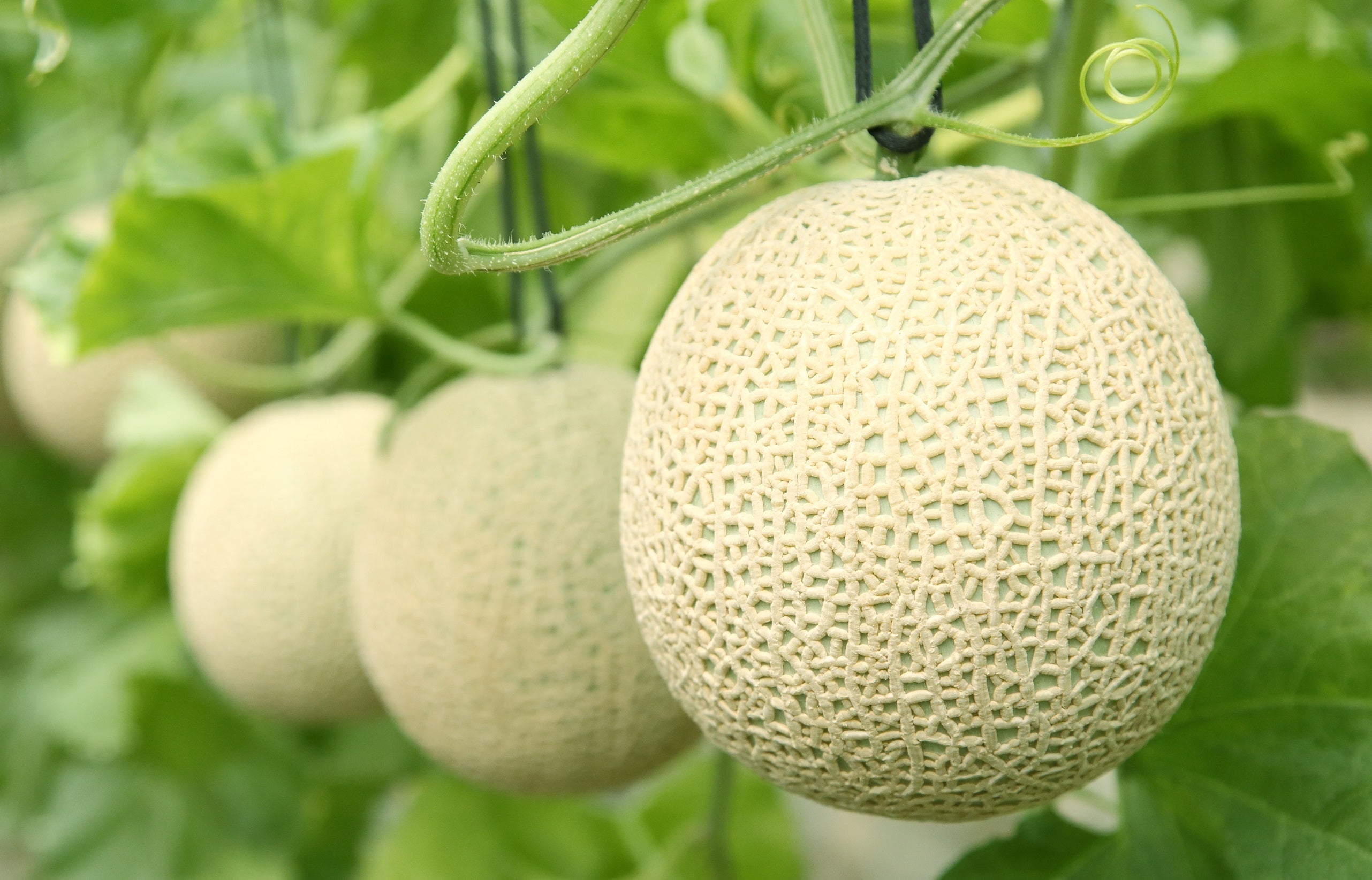 牧さんのアールスメロン