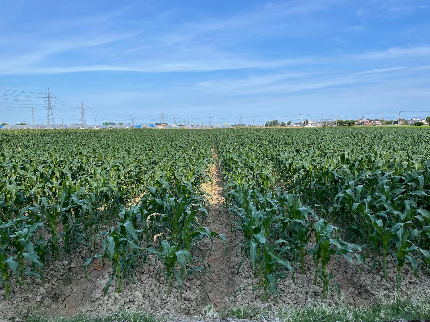広大な敷地に植えられたトウモロコシ