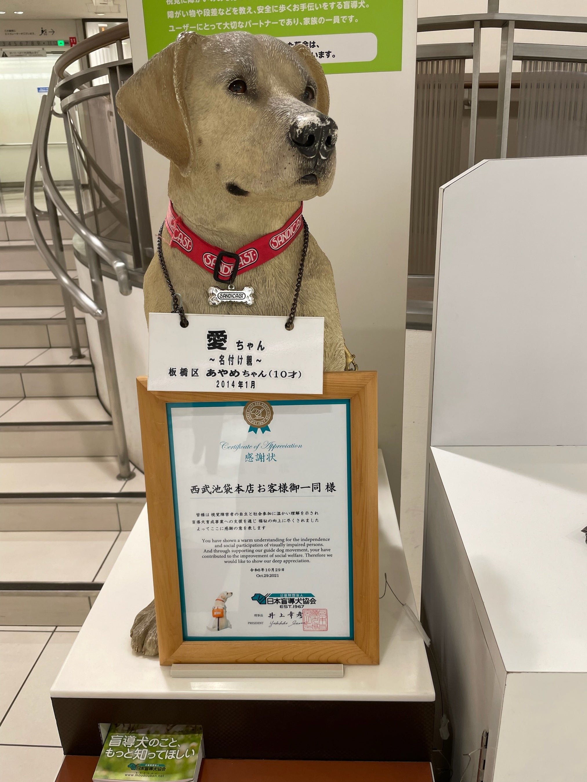 西武池袋本店に設置している盲導犬募金箱「愛」ちゃん