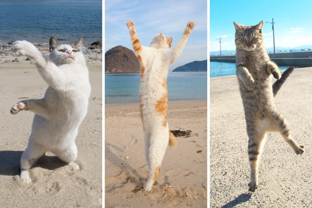 22年2月22日は今世紀最大の猫の日 猫と人の共生世界を目指す写真家 山本正義さんと 同じ大阪で4匹の猫 クアトロガッツ という猫 好きが集まる革製品のブランドが立ち上がった 小さいふ クアトロガッツのプレスリリース