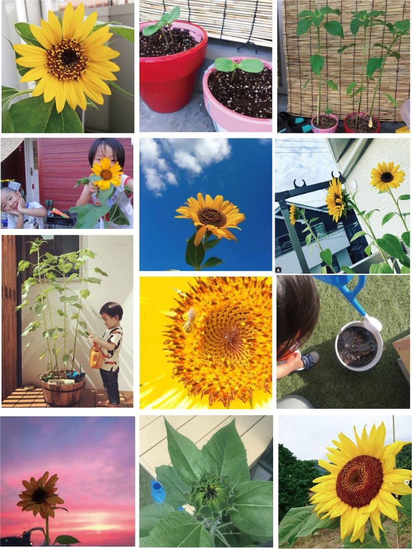 東日本大震災により被害を受けた宮城県石巻市に咲く「ど根性ひまわり