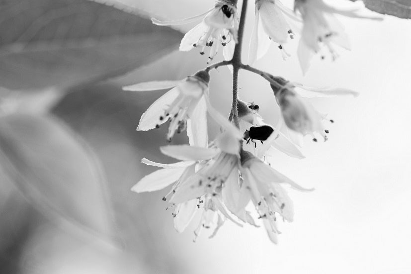 写真／小林キユウ