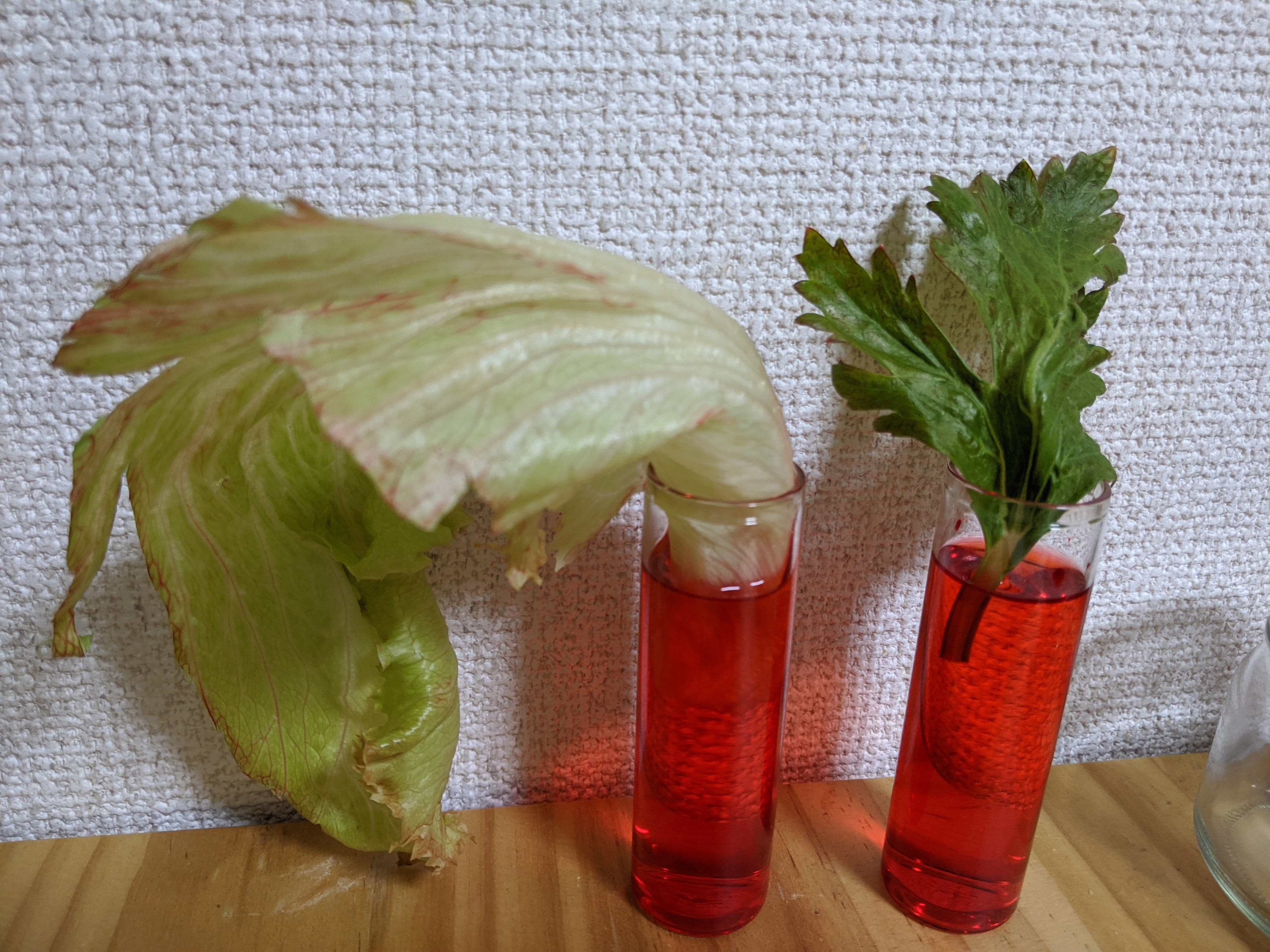 葉っぱを染めてみよう（蒸散の観察）