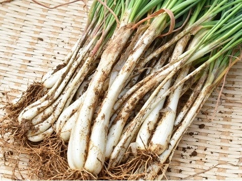 1400食分の無農薬栽培 島らっきょうを無償提供 沖縄県本部町の幼稚園 小 中学校の給食にて ビースタイルグループのプレスリリース 1400食分の無農薬栽培 島らっきょうを無償提供 沖縄県本部町の幼稚園 小 中学校の給食にて ビースタイルグループのプレスリリース