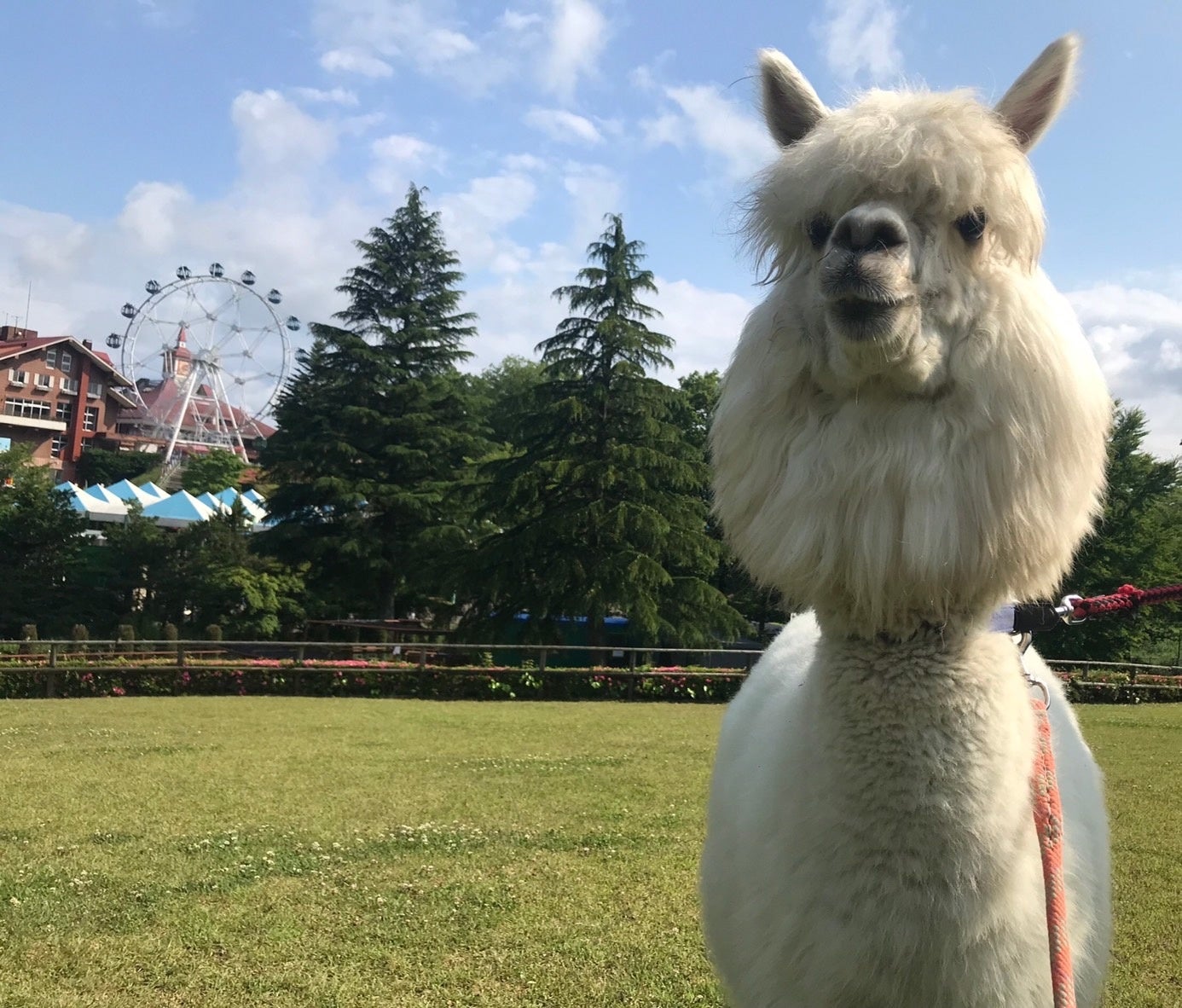 お子様に大人気のアルパカがやってくる!