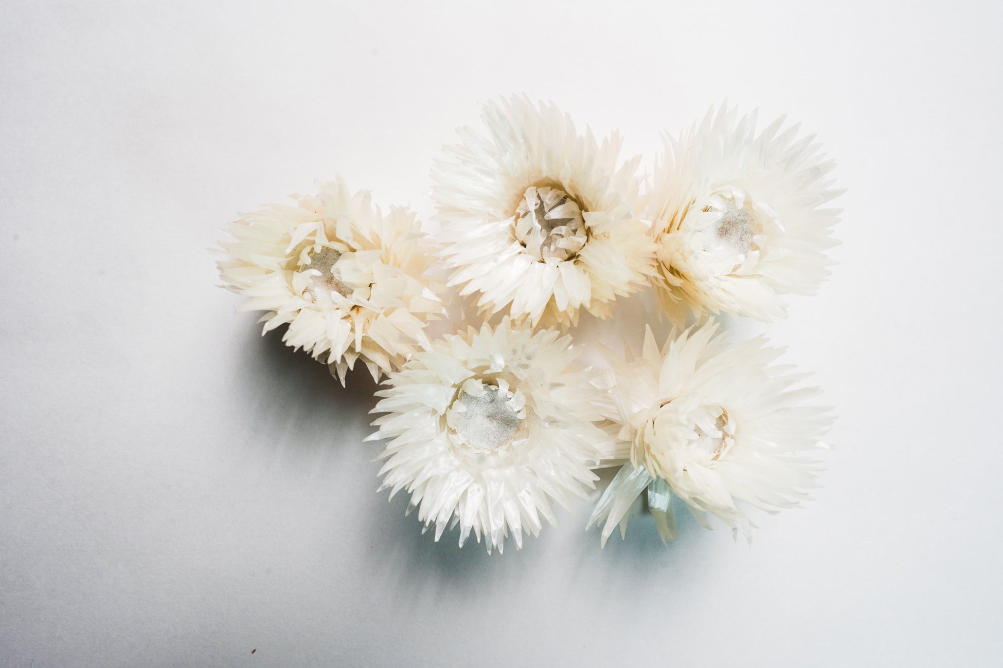 ソネングラス の人気ドライフラワーに新商品が登場ケープフラワー Rhoqo ローコ を発売 22年3月1日 火 より エバーラスティング を呼ばれる花を贈り物に ソネングラスジャパン株式会社のプレスリリース ソネングラス の人気ドライフラワーに新商品が登場ケープフラワー Rhoqo ローコ を発売 22年3月1日 火 より エバーラスティング を呼ばれる花を贈り物に ソネングラスジャパン株式会社のプレスリリース