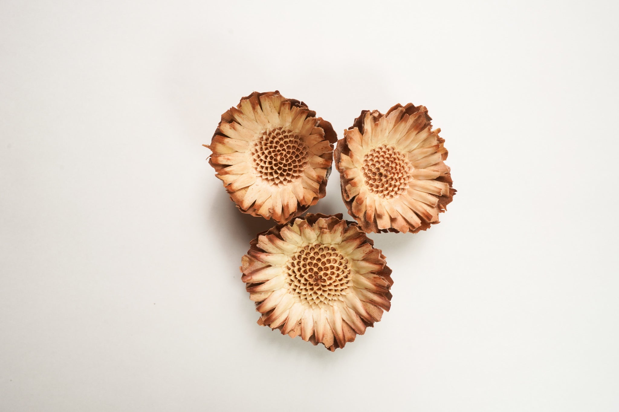 ▲コンパクタブラウン