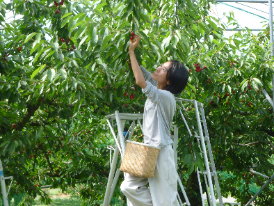 さくらんぼ収穫作業イメージ