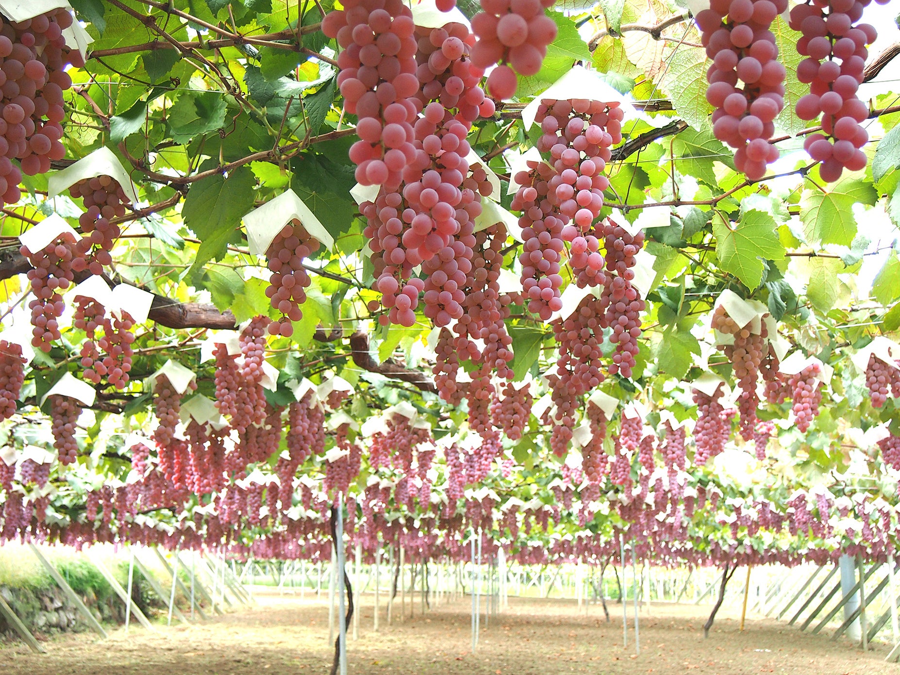 勝沼の原風景・甲州ぶどう棚（イメージ）