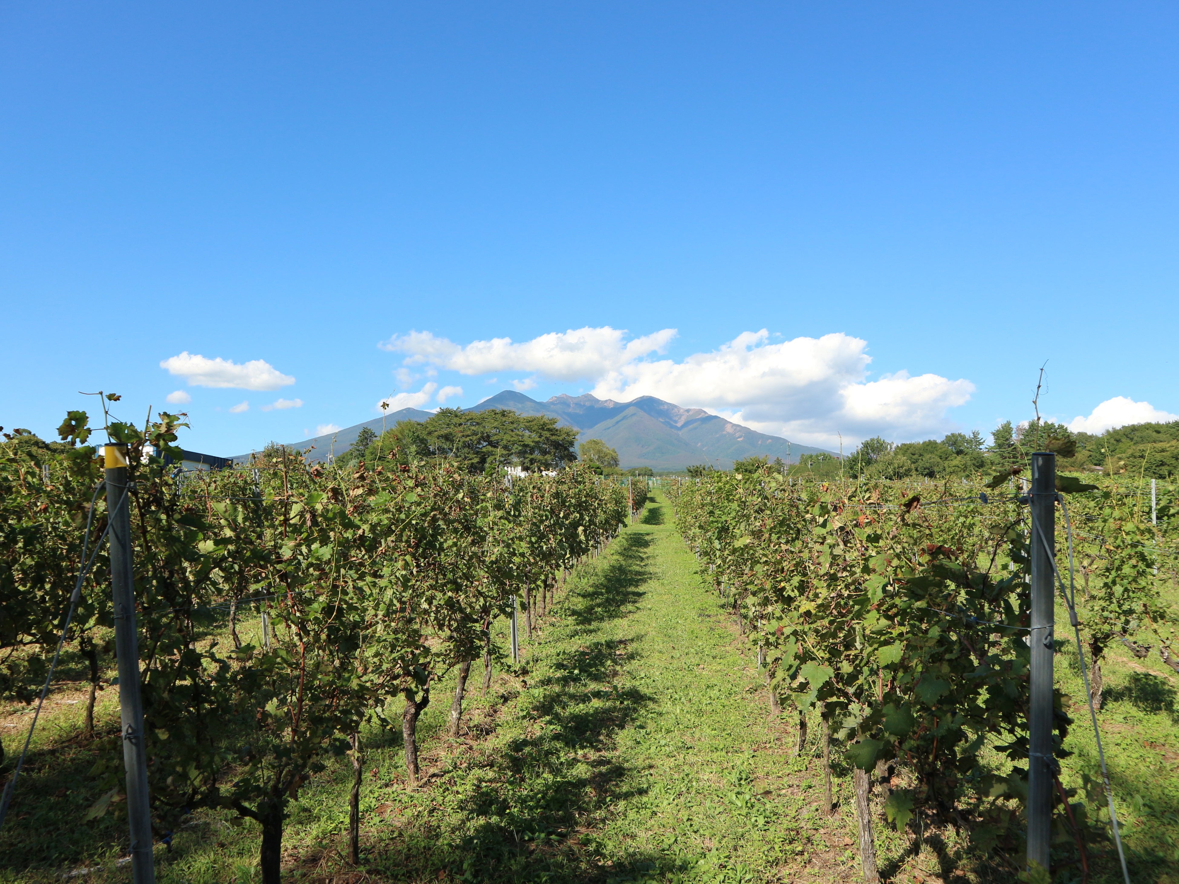 小牧ヴィンヤード（イメージ）