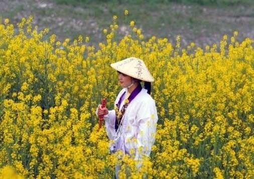 お遍路さんと菜畑　提供：（公社）香川県観光協会