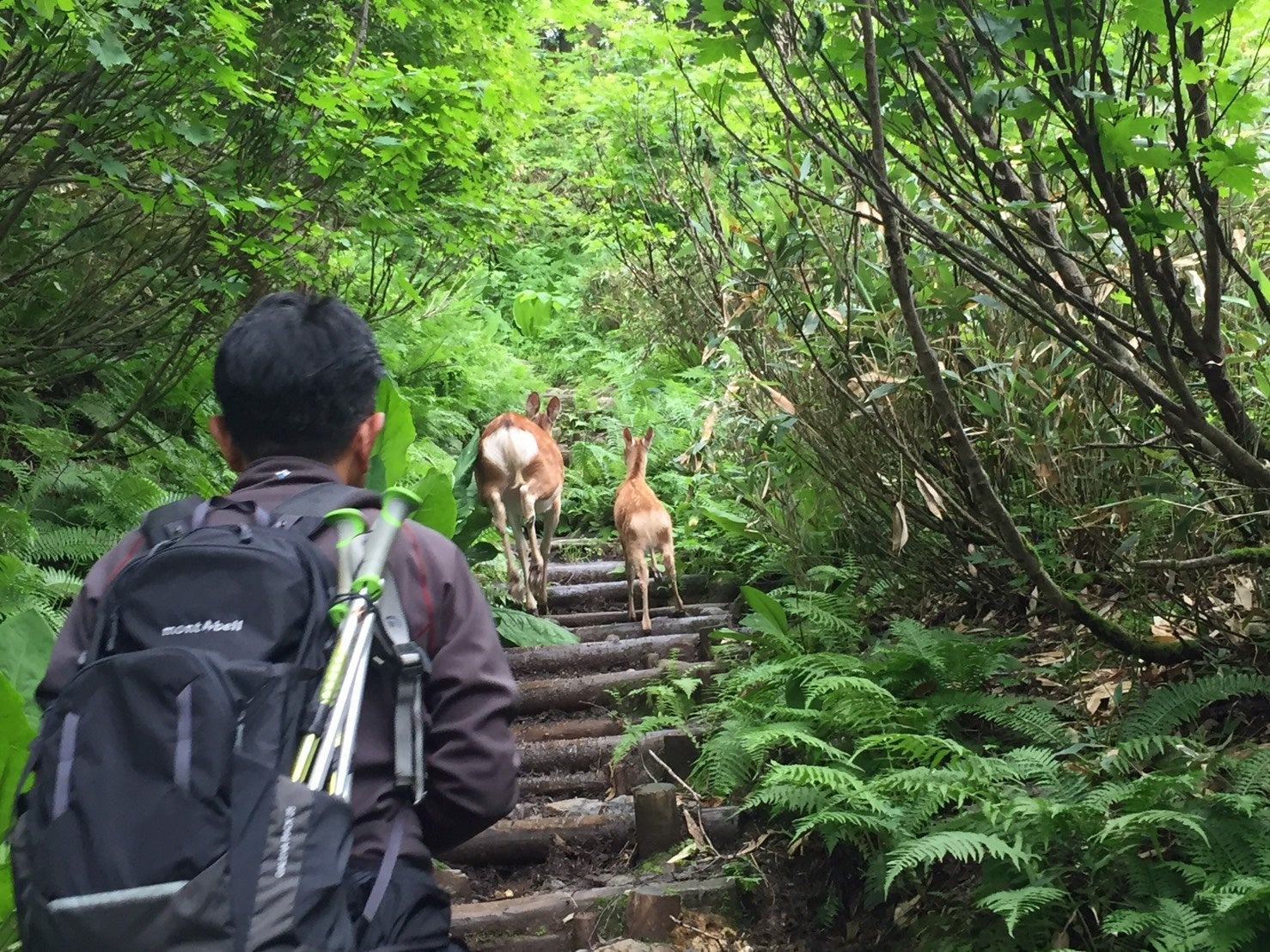 大雪高原温泉沼めぐりトレッキング（イメージ）