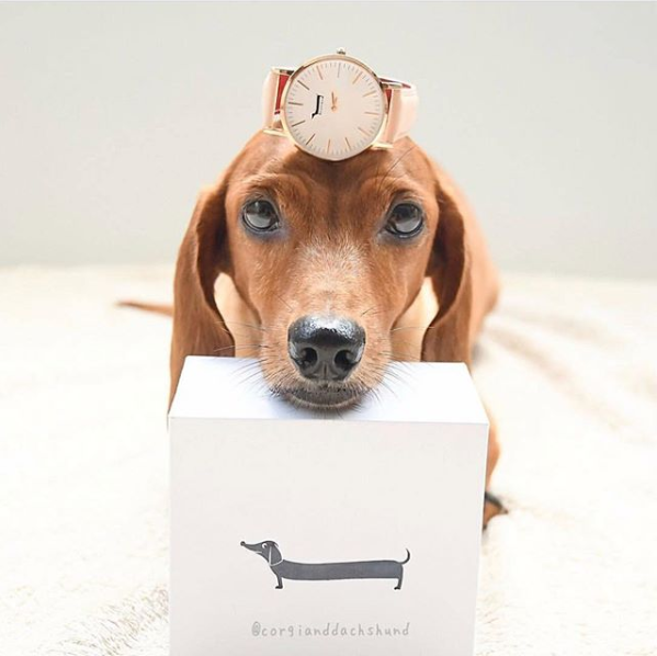 ダックスママ Doxie Watch Japanから“可愛いかわいいダックスフンドのママたちへ