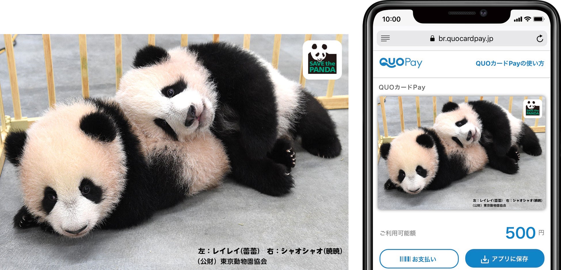 上野動物園 双子の赤ちゃんパンダ一般公開記念 シャオシャオ レイレイ オリジナルデザインquoカードpay シリーズ第2弾新発売 株式会社クオカードのプレスリリース 上野動物園 双子の赤ちゃんパンダ一般公開記念 シャオシャオ レイレイ オリジナルデザインquoカードpay シリーズ第2弾新発売 株式会社クオカードのプレスリリース