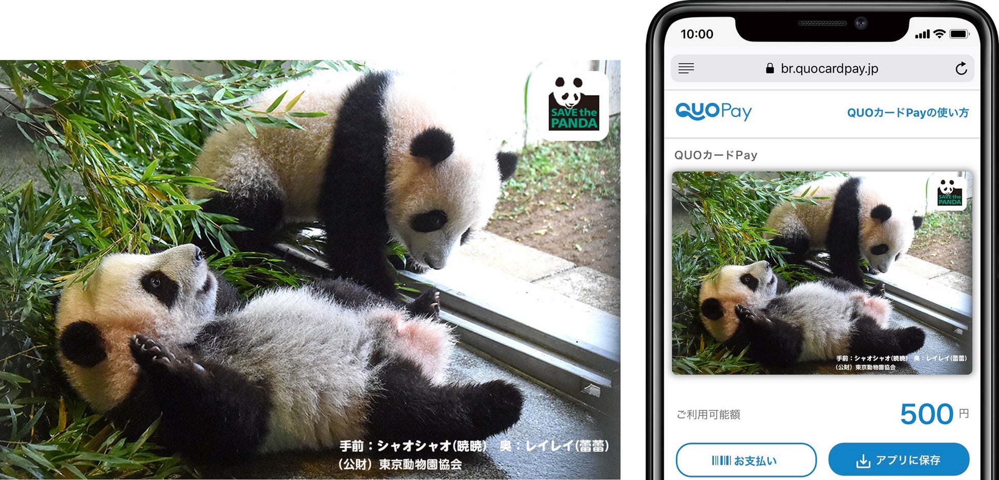 上野動物園 双子の赤ちゃんパンダ一般公開記念 シャオシャオ レイレイ オリジナルデザインquoカードpay シリーズ第2弾新発売 株式会社クオカードのプレスリリース 上野動物園 双子の赤ちゃんパンダ一般公開記念 シャオシャオ レイレイ オリジナルデザインquoカードpay シリーズ第2弾新発売 株式会社クオカードのプレスリリース
