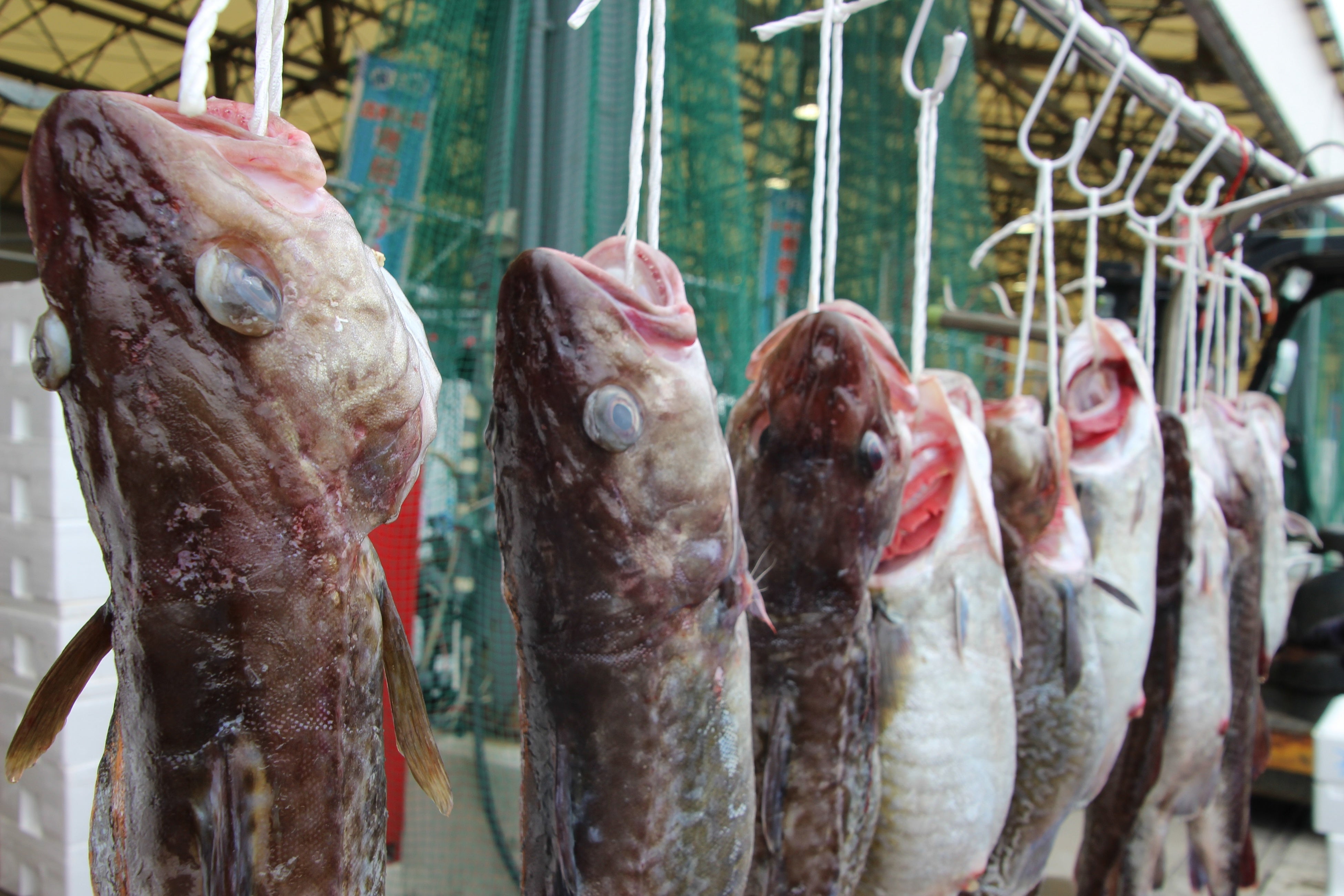 脂がのった大きな寒鱈の1本売り