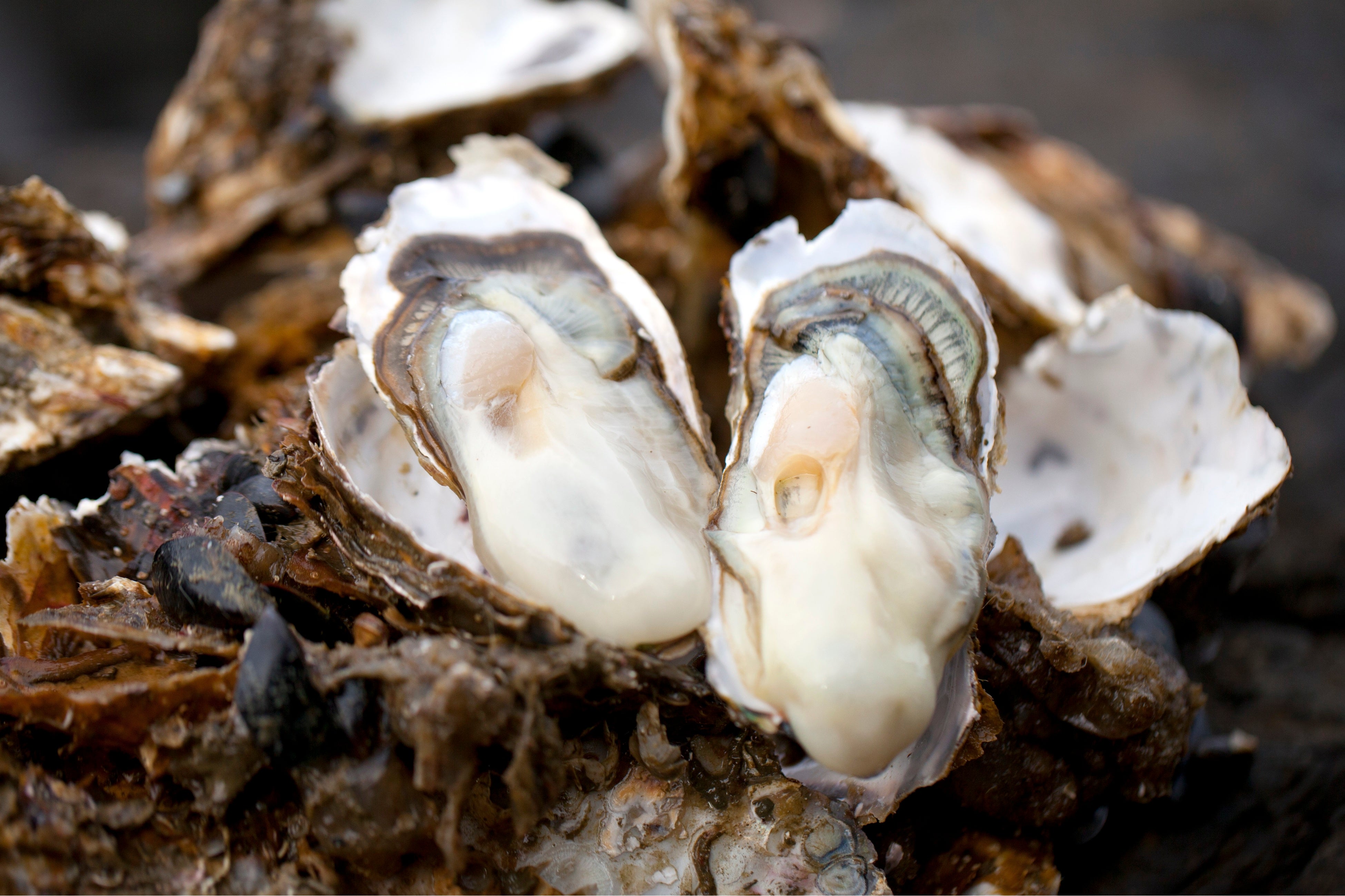 南三陸産の牡蠣