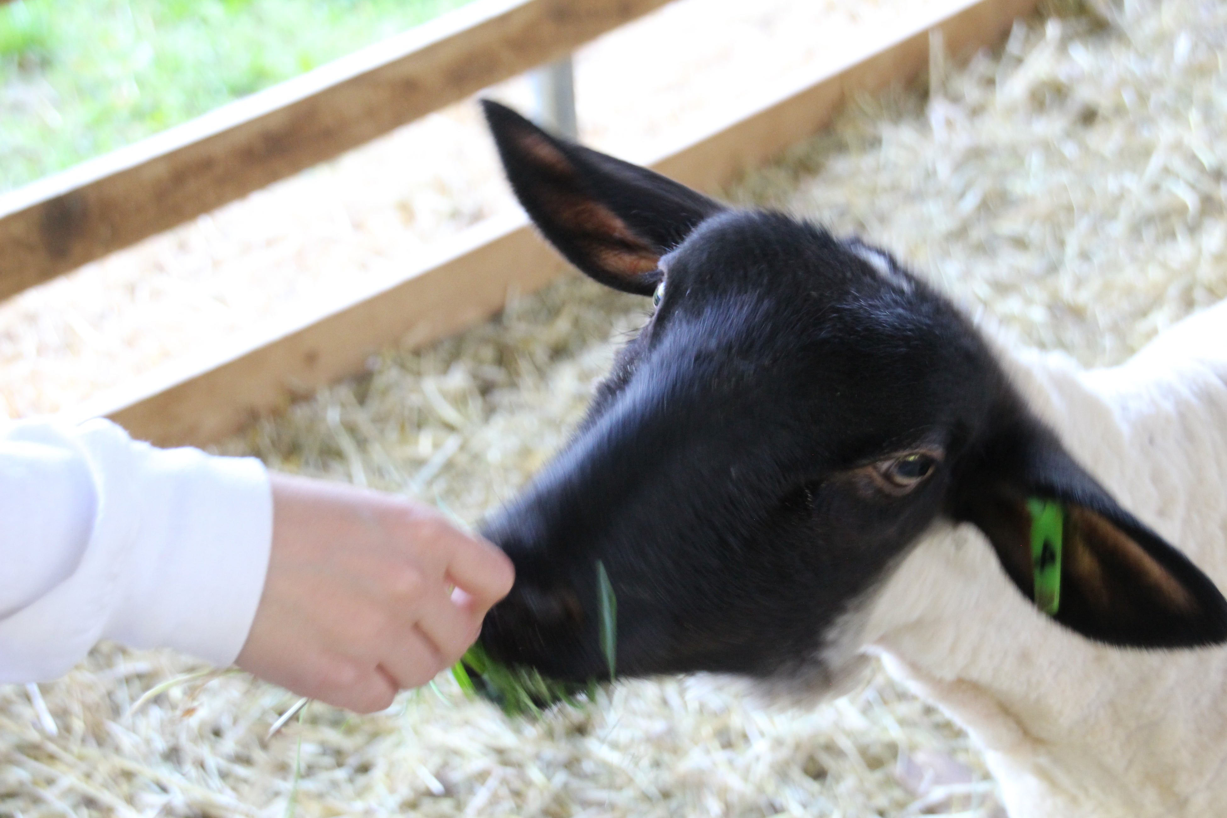 さとうみファーム　わかめ羊