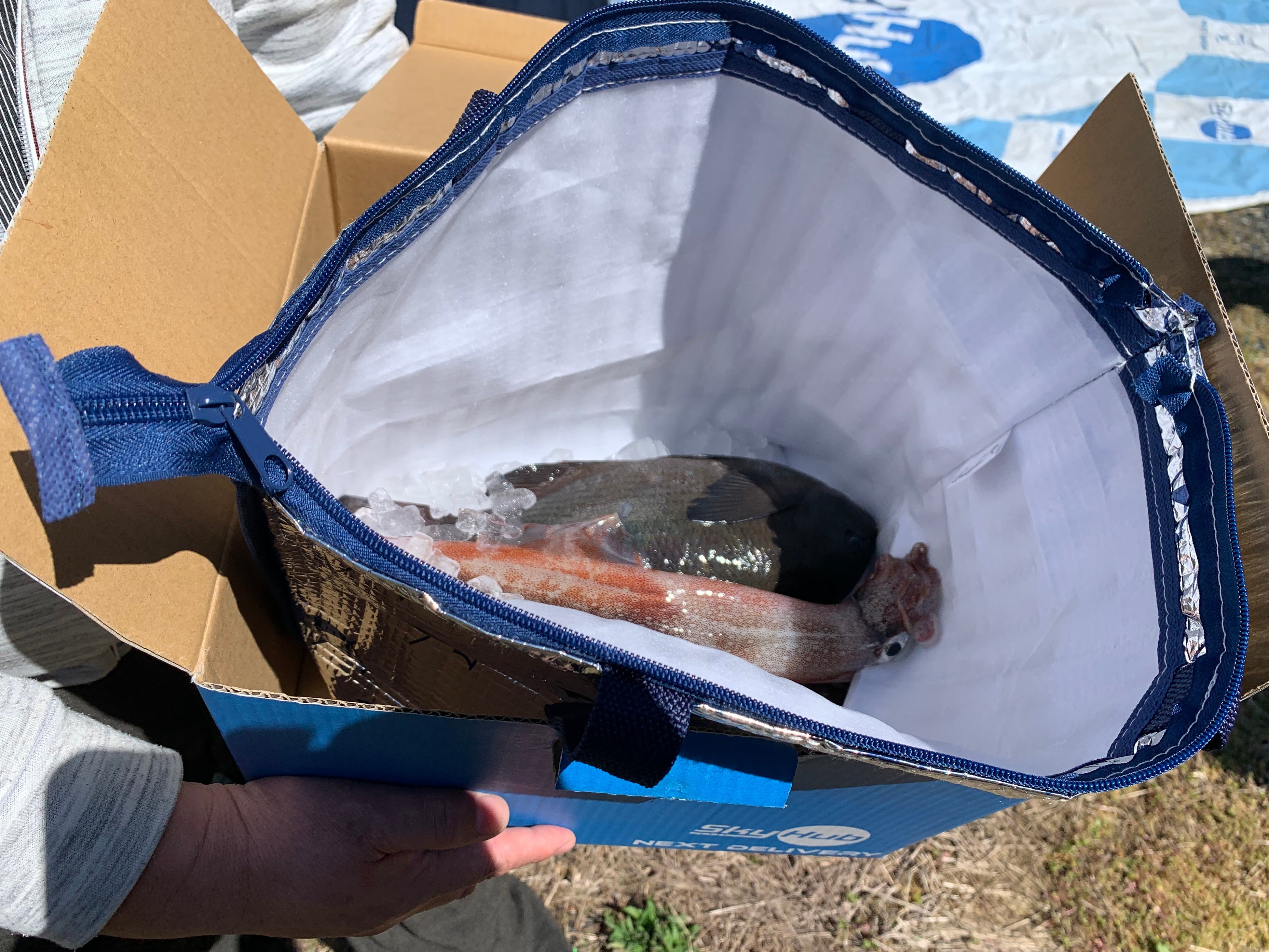 今回ドローン配送された鮮魚 （イカ、メジナ、メバル）