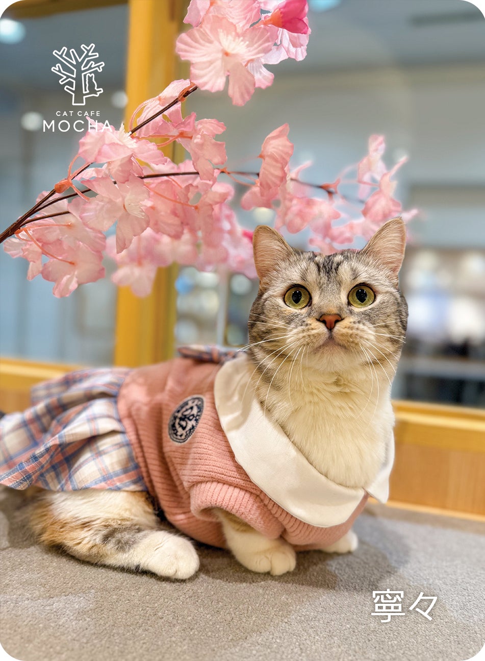【猫カフェMOCHA 】モカラウンジ新宿店 2025年 春 Spring トレカ 猫カフェMOCHA 】モカラウンジ新宿店 2025年 春 Spring トレカ