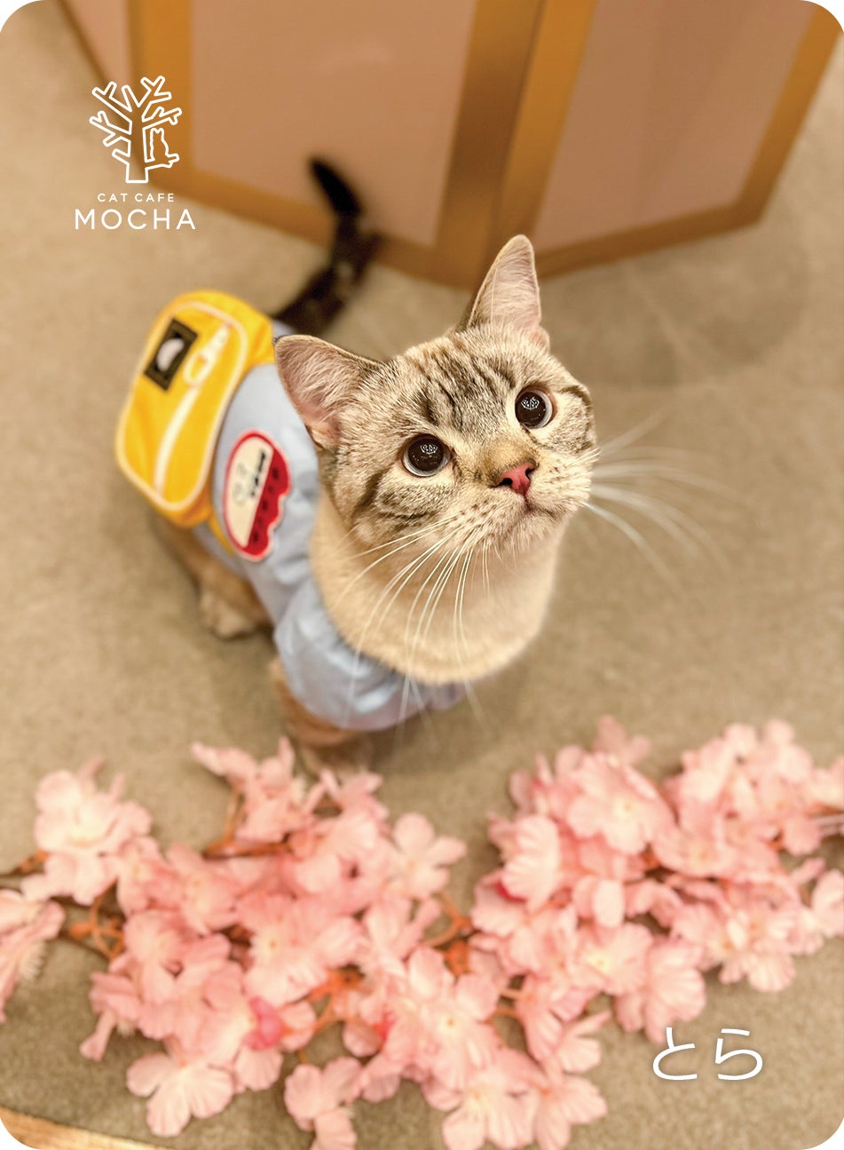【猫カフェMOCHA 】イオンモール高崎店 2025年 春 Spring トレカ SNSで話題沸騰のMOCHAにゃんずトレカが1周年!春限定トレカ
