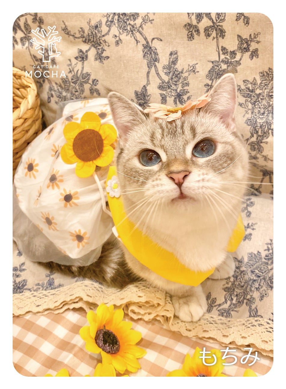【猫カフェMOCHA 】イオンモール羽生店 2025年 夏Summer トレカ 累計販売数20万枚突破!「MOCHAにゃんずトレカ」から夏限定の