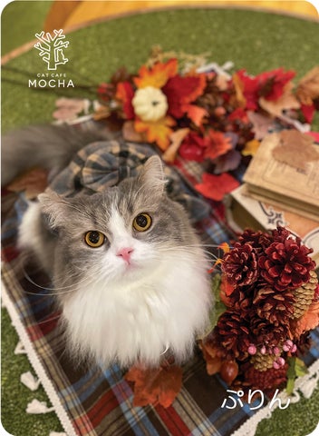 秋風情の溢れる紅葉や落ち葉と共ににゃんずたちが大集合!期間限定の 秋風情の溢れる紅葉や落ち葉と共ににゃんずたちが大集合!期間限定の