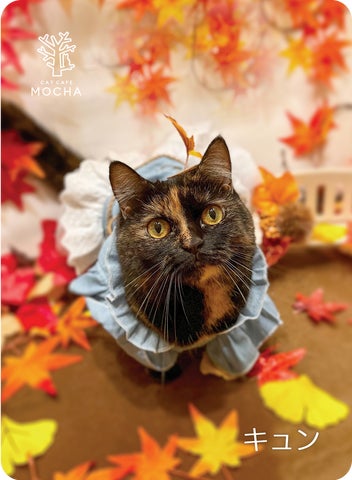 秋風情の溢れる紅葉や落ち葉と共ににゃんずたちが大集合!期間限定の 秋風情の溢れる紅葉や落ち葉と共ににゃんずたちが大集合!期間限定の