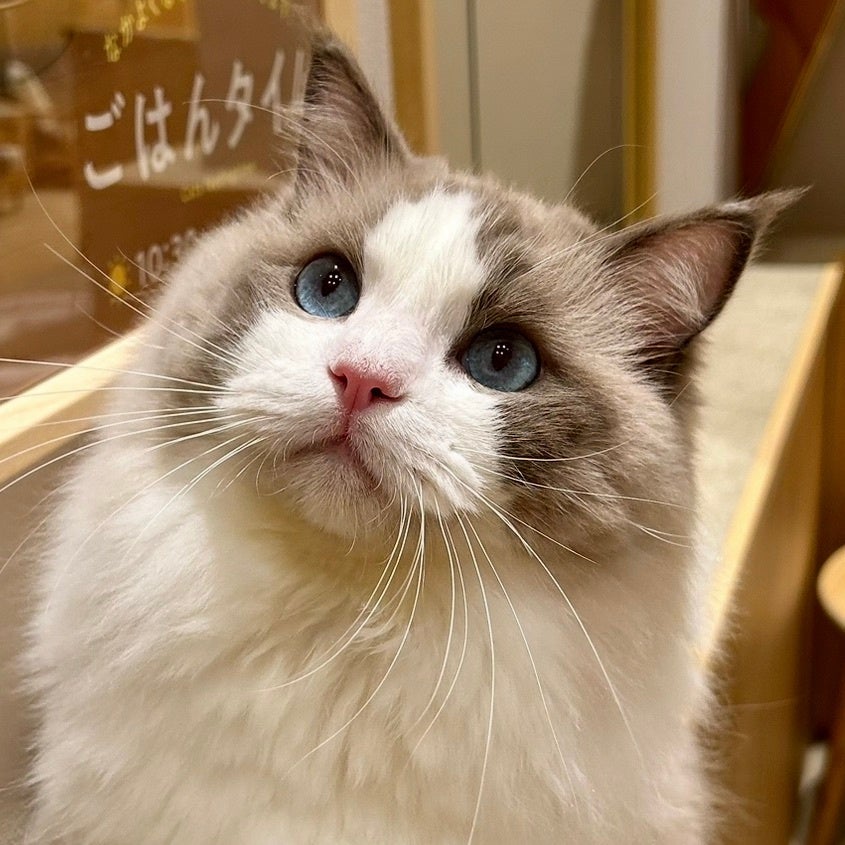 全国＆海外代表のにゃんずによる頂上決戦がついに決着！上位入賞にゃん