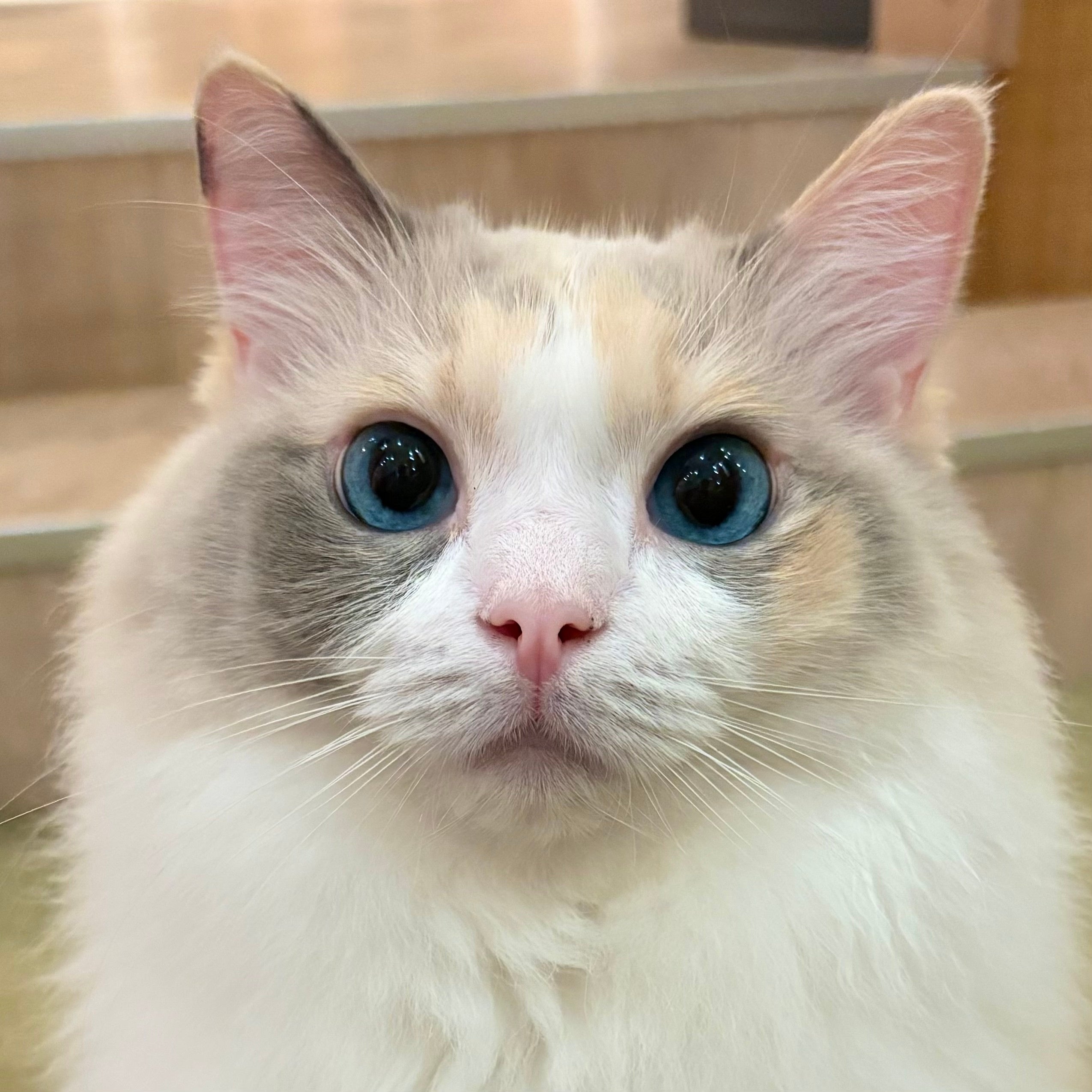 全国＆海外代表のにゃんずによる頂上決戦がついに決着！上位入賞にゃん