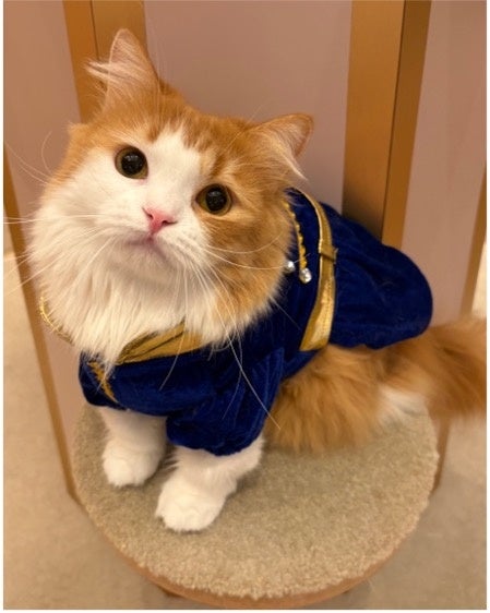 総選挙で上位に輝いたにゃんずたちが主役の3日間特別衣装でお出迎え