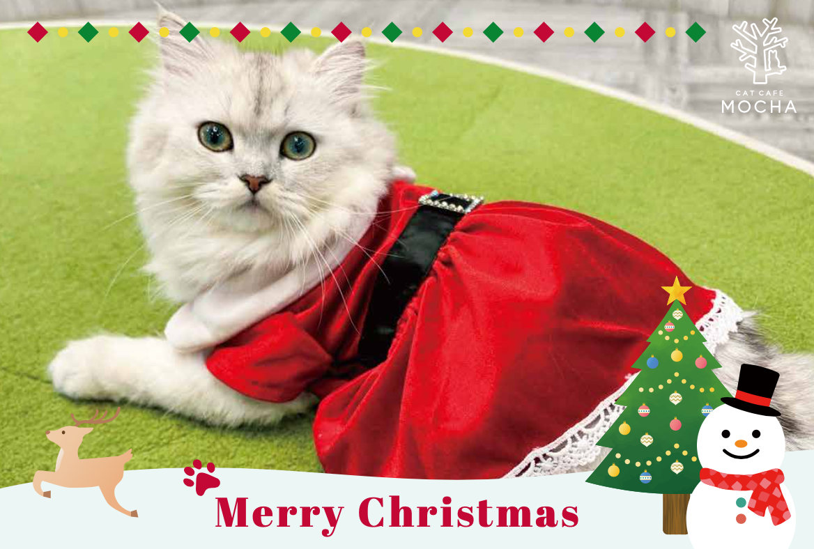 『タイムセール』クリスマス☆猫ちゃん 今年もMOCHAのにゃんずと過ごす、心ときめくクリスマスを！「MOCHA