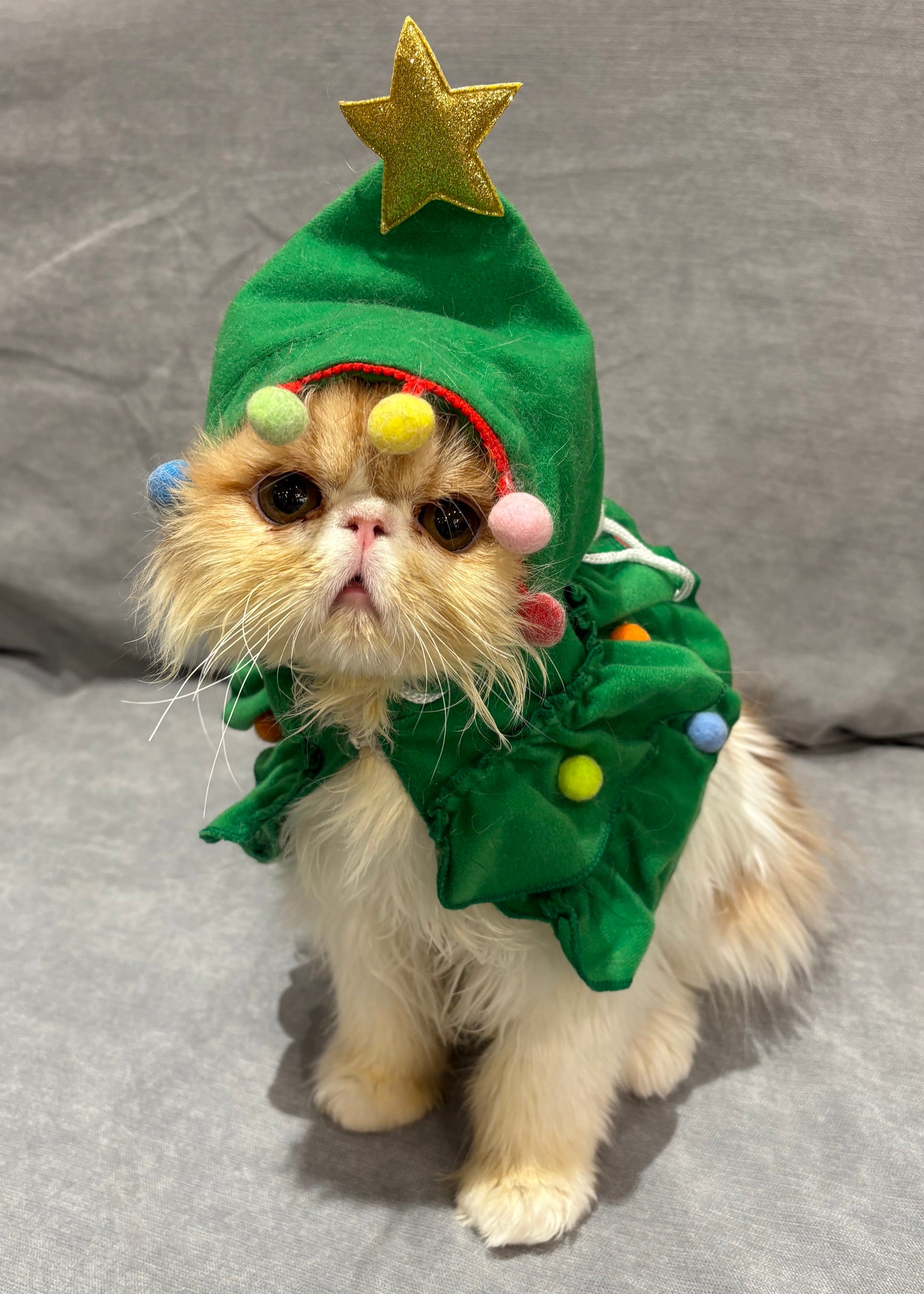 今年もMOCHAのにゃんずと過ごす、心ときめくクリスマスを！「MOCHA