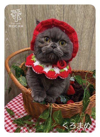 累計11万セット突破!猫カフェMOCHA「にゃんずトレカ」新作は”いちご 累計11万セット突破!猫カフェMOCHA「にゃんずトレカ」新作は”いちご