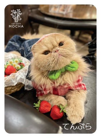 累計11万セット突破!猫カフェMOCHA「にゃんずトレカ」新作は”いちご 累計11万セット突破!猫カフェMOCHA「にゃんずトレカ」新作は”いちご