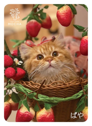 累計11万セット突破!猫カフェMOCHA「にゃんずトレカ」新作は”いちご 累計11万セット突破!猫カフェMOCHA「にゃんずトレカ」新作は”いちご